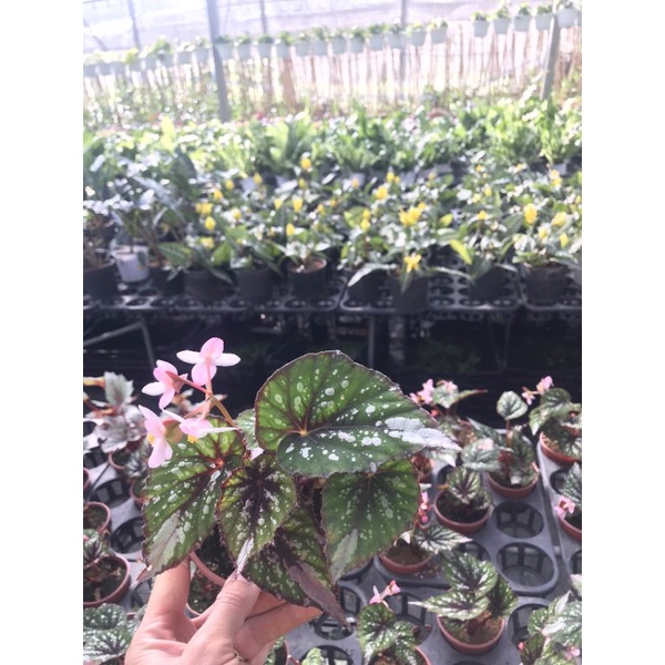Chậu cứng Begonia rex putz