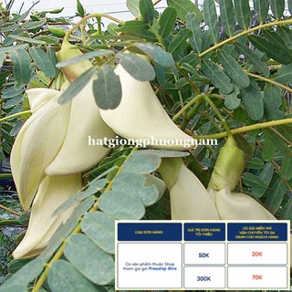 50H - HẠT GIỐNG CÂY SO ĐŨA