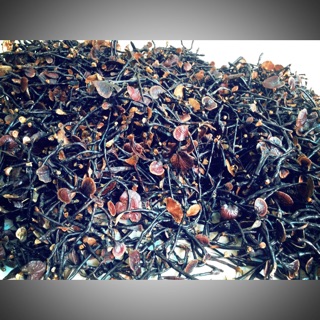 [FREESHIP 99K TOÀN QUỐC]Nấm Linh Chi 180.000đ/100gr rừng Bù Gia Mập Tỉnh Bìn