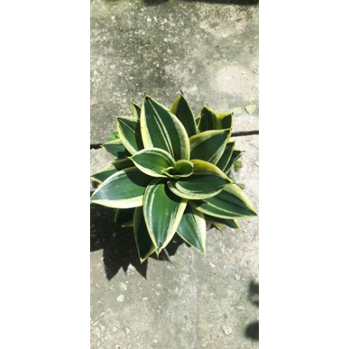 Cây lưỡi hổ thái lùn búp sen