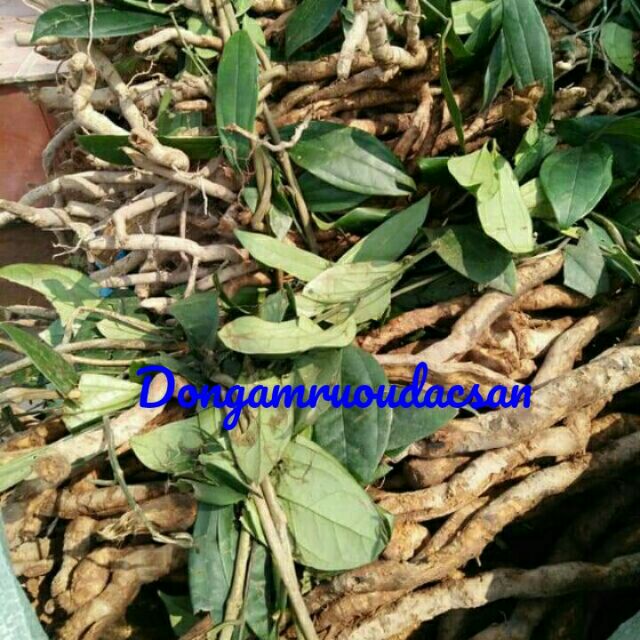 Sâm xuyên đá Hà Giang tươi từ núi rừng[1Kg]