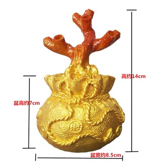 Gốc cây túi tiền 7 cành