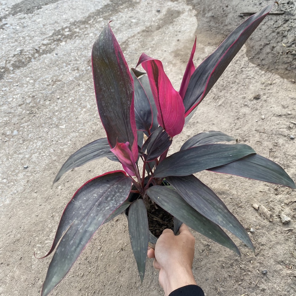 Cây huyết dụ trồng công trình sân vườn bồn hoa