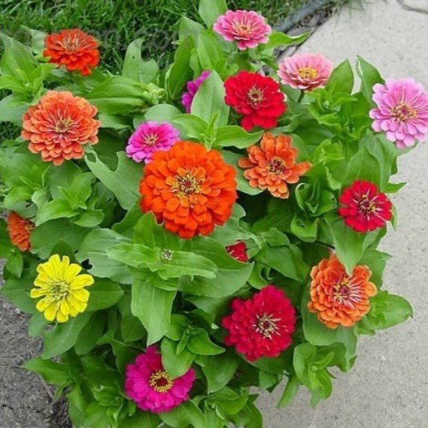 Bán Hạt Giống Hoa Cúc Lá  Nhám (Zinnia) Luckyseeds hàng chuẩn