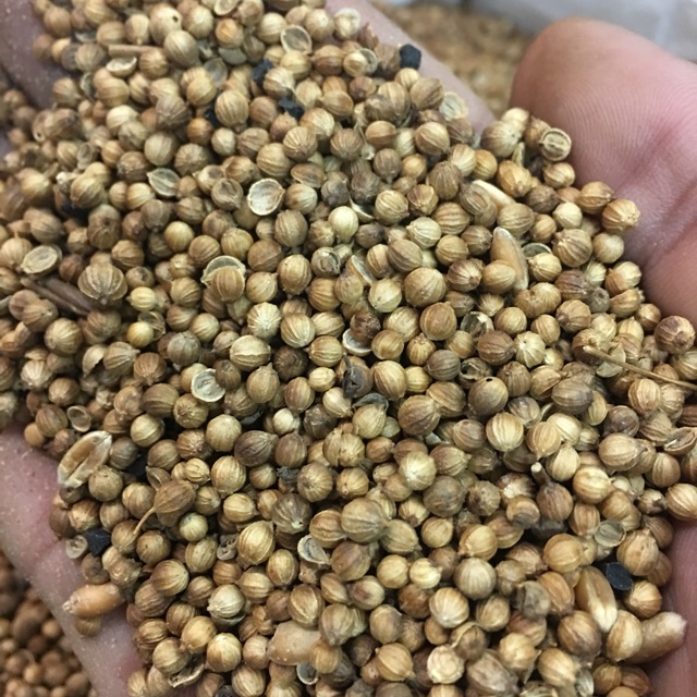 Hạt mùi già hạt ngò 1kg tắm cho bé