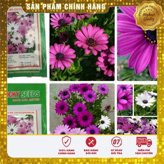 Hạt Giống Cúc Châu Phi Mix ( 20 hạt )