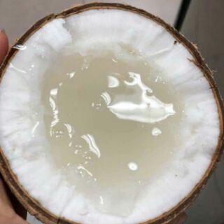 Dừa sáp Cầu kè Trà Vinh