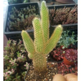 Xương rồng đuôi chồn vàng