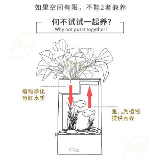 Bể Cá Cảnh Mini Tự Thay Nước Tiện Lợi