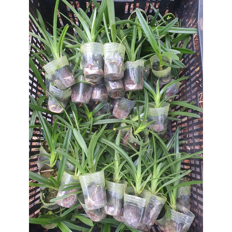 Kiếm giống tuyết ngọc