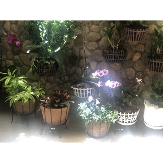 [GREEN HOUSE] Giỏ hoa xơ dừa tròn 2 tấc 3