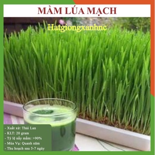 1 kg hạt giống mầm lúa mạch - cỏ lúa mỳ, tỷ lệ này mầm cao
