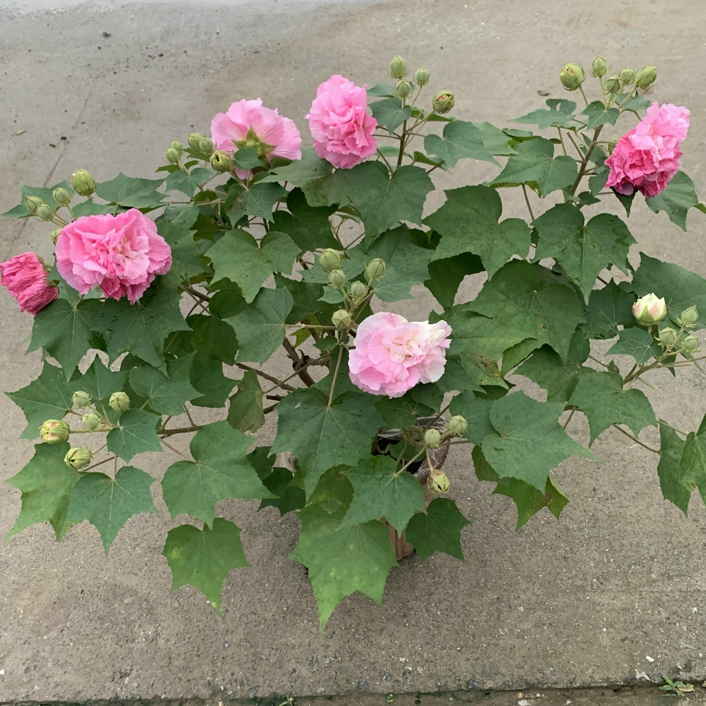 Cây phù dung cao 60-80cm, cây hoa cảnh nở bông siêu to, trồng trang trí sân vườn, tiểu cảnh