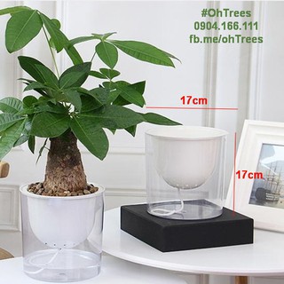 Chậu trồng hoa thông minh tự tưới tuyệt đẹp size 17cm (Self-watering Pot)
