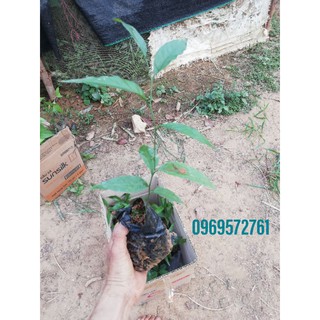 combo 3 cây giống rau ngót  rừng - cây dược liệu