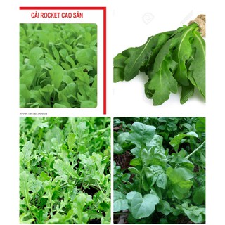 1Gram Hạt giống rau Rocket làm salad