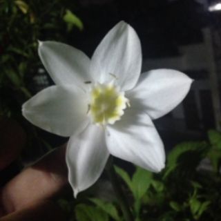 Hoa Ngọc Trâm ( Bạch Tuyết)