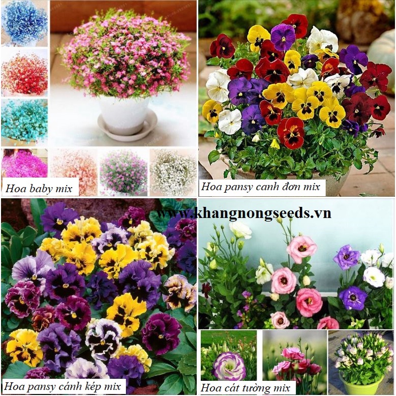 Tổng Hợp Hạt giống Hoa Dễ Trồng, Nhiều Màu, Tỷ Lệ Nảy Mầm Cao, Trồng Được Quanh Năm - Khang Nông Seeds