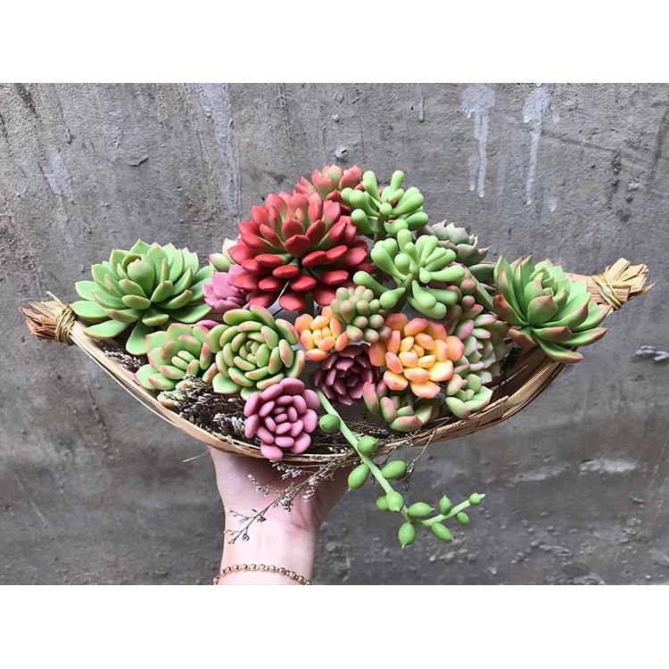 Đất trồng sen đá xương rồng cao cấp SOIL MIX - nongnghiepvn