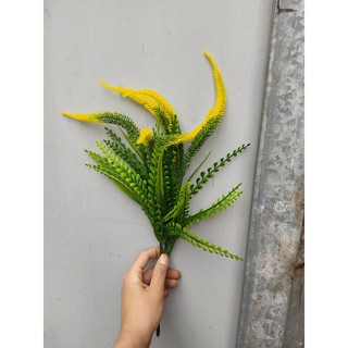 cụm điểm đuôi chồn