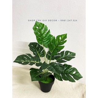 Cây giả - cây lá rùa 30/40cm ảnh thật 100% (có bán kèm chậu y hình)