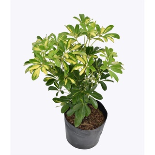 Cây ngũ gia bì cẩm thạch/ Chân chim vằn/ Scheffera octophylla - Trang Flowers
