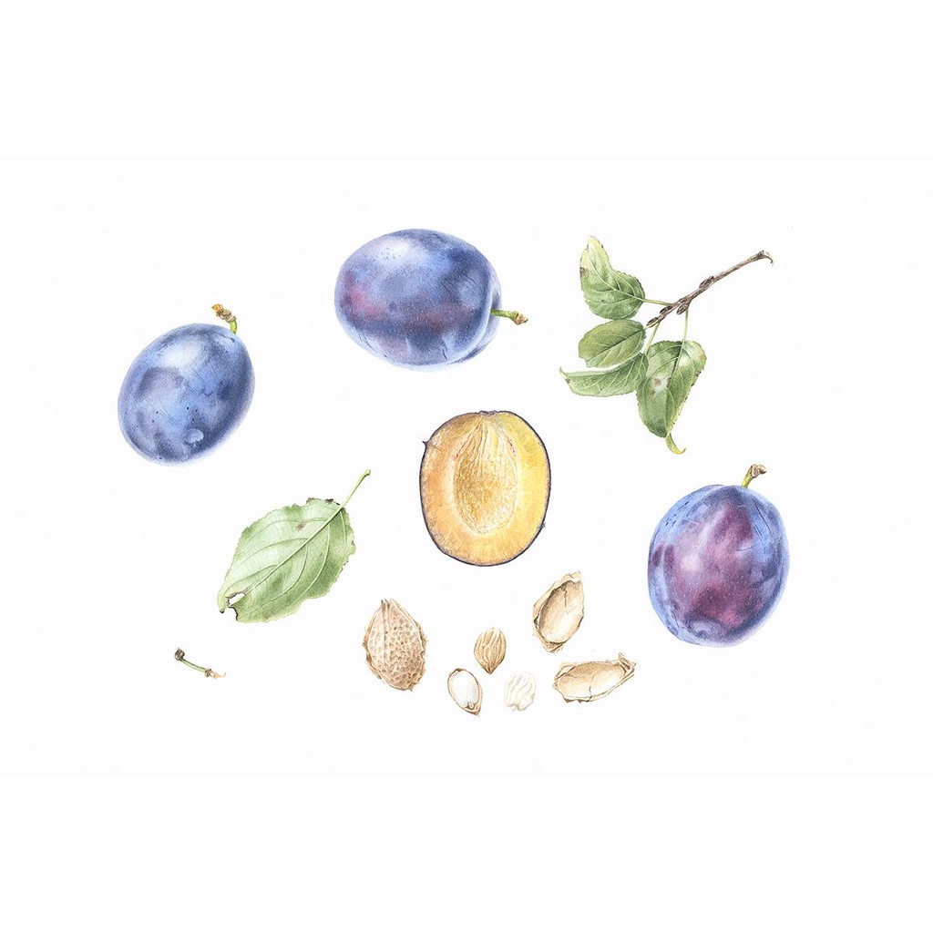 [XÓM VẼ] Set 12 màu nước Roman Szmal Aquarius TẶNG hộp thiếc đựng kiêm palette Hortus Botanicus