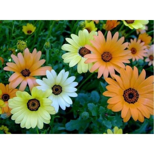 Hạt giống HOA CÚC Châu phi F1 - Gói 0,5 gram