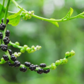 Hạt giống Mồng Tơi Xanh