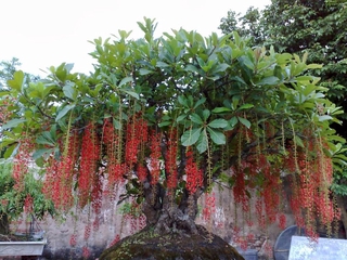 CÂY GIỐNG CÂY LỘC VỪNG-CÂY PHONG THỦY TÀI LỘC