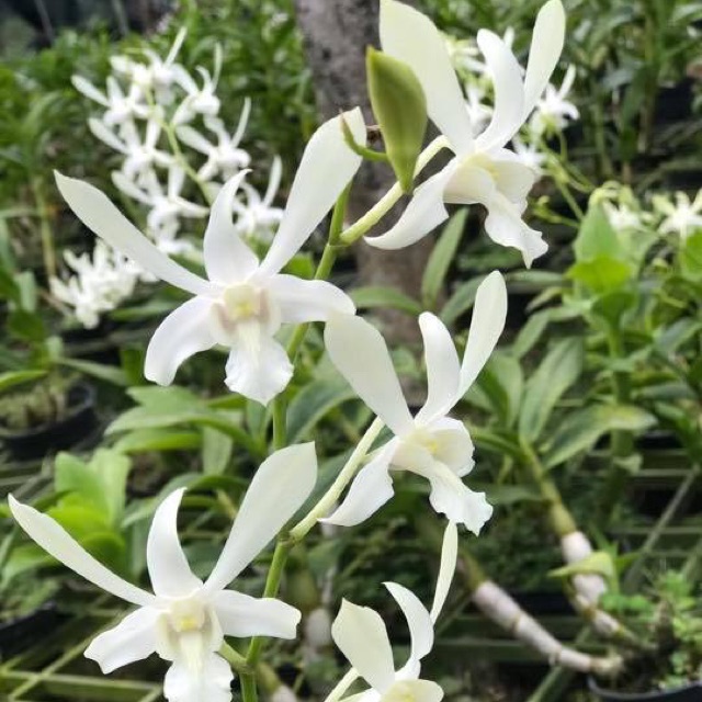 Hoa lan đenro C.white 2 chậu
