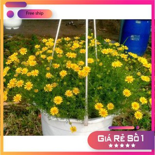 100 Hạt giống Cúc Sao Băng