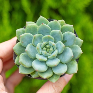 Sen đá bánh bao xanh 5-7cm - Vườn sen đá