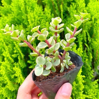 Sen đá đôla 5-7cm - Vườn sen đá