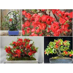 Hạt giống hoa Hoa Mai Đỏ dễ trồng