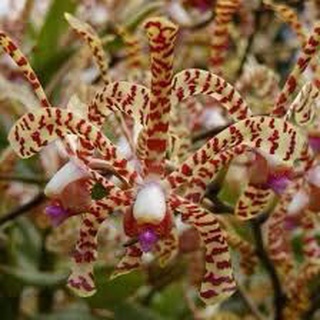 Hoa Lan đột biến bò cạp(bó 10 thân)