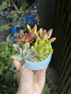 CHẬU MIX SEN ĐÁ MINI - MÓN QUÀ DỄ THƯƠNG