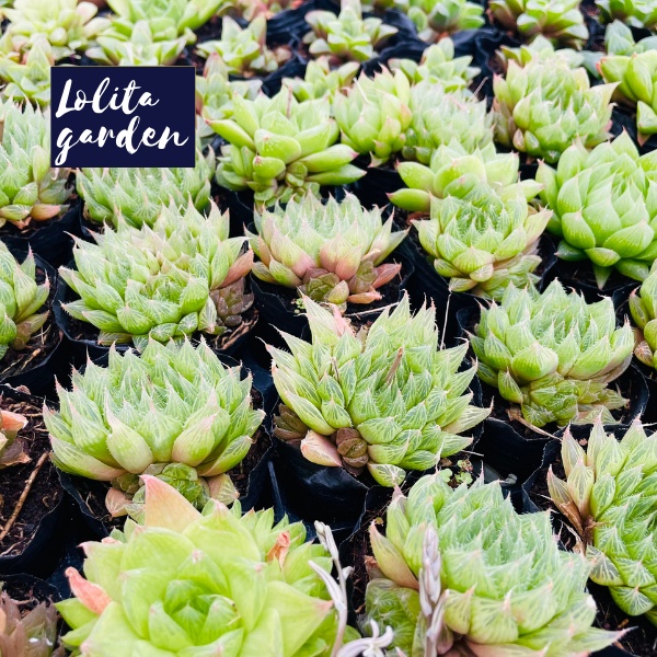 Sen đá dạ quang Đà Lạt size bé cây cảnh trang trí nhà cửa Lolita garden