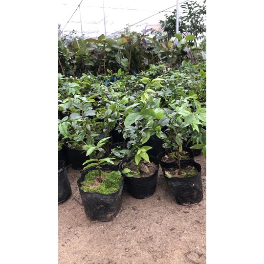 Cây Nho Thân Gỗ Tứ Quý-FreeShip từ 50k