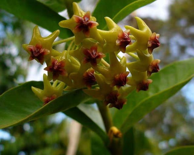 Cây giống Hoya densifolia ( vui lòng nhắn tin trước khi đặt hàng)