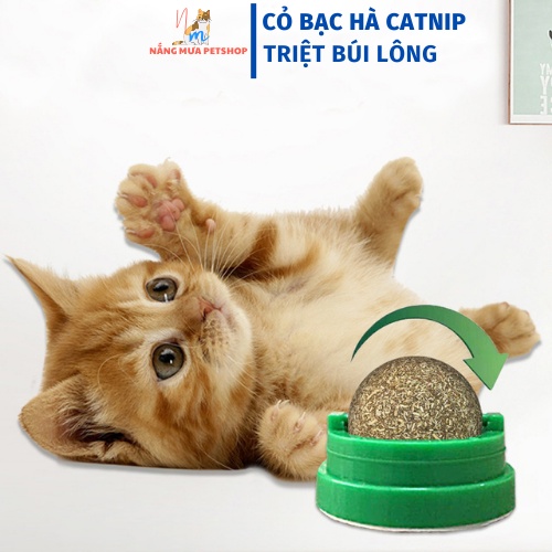 Catnip, cỏ mèo dán tường, đồ chơi cho mèo xoay tròn