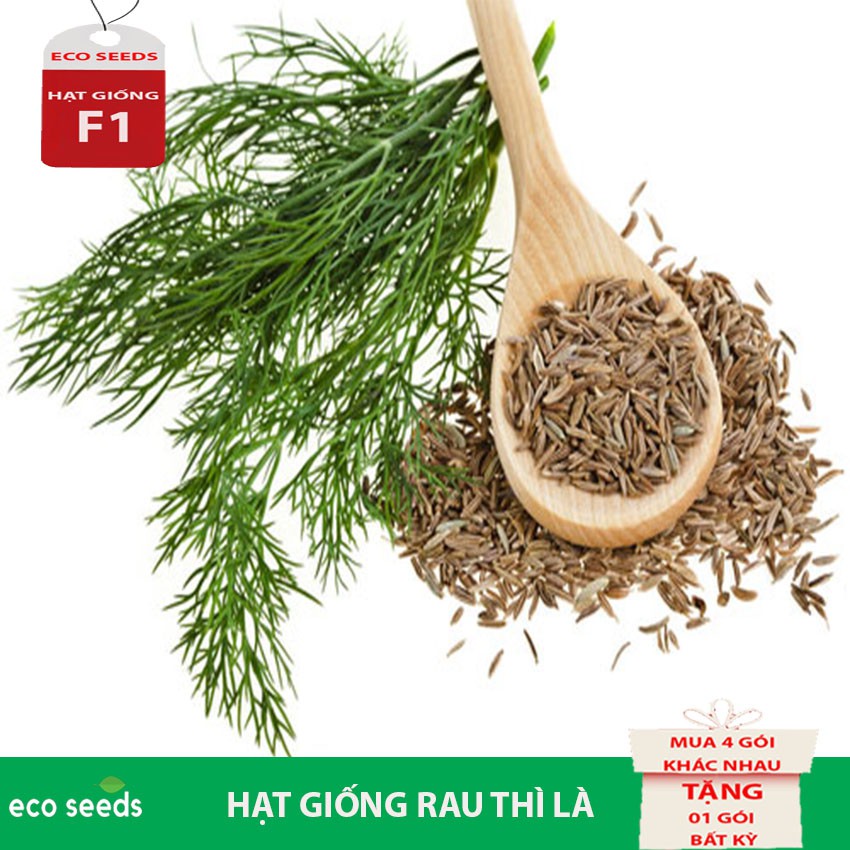 [SALE 50%] Hạt giống Rau Thì Là G3 Eco seeds KLT 20g