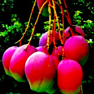 Cây xoài úc tặng túi phân bón