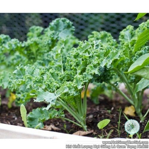 5Gr Hạt Giống Cải Xoăn Kale Xanh