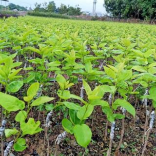 Cây giống lê vàng