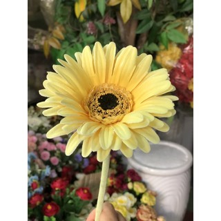 Hoa đồng tiền chuẩn Thái