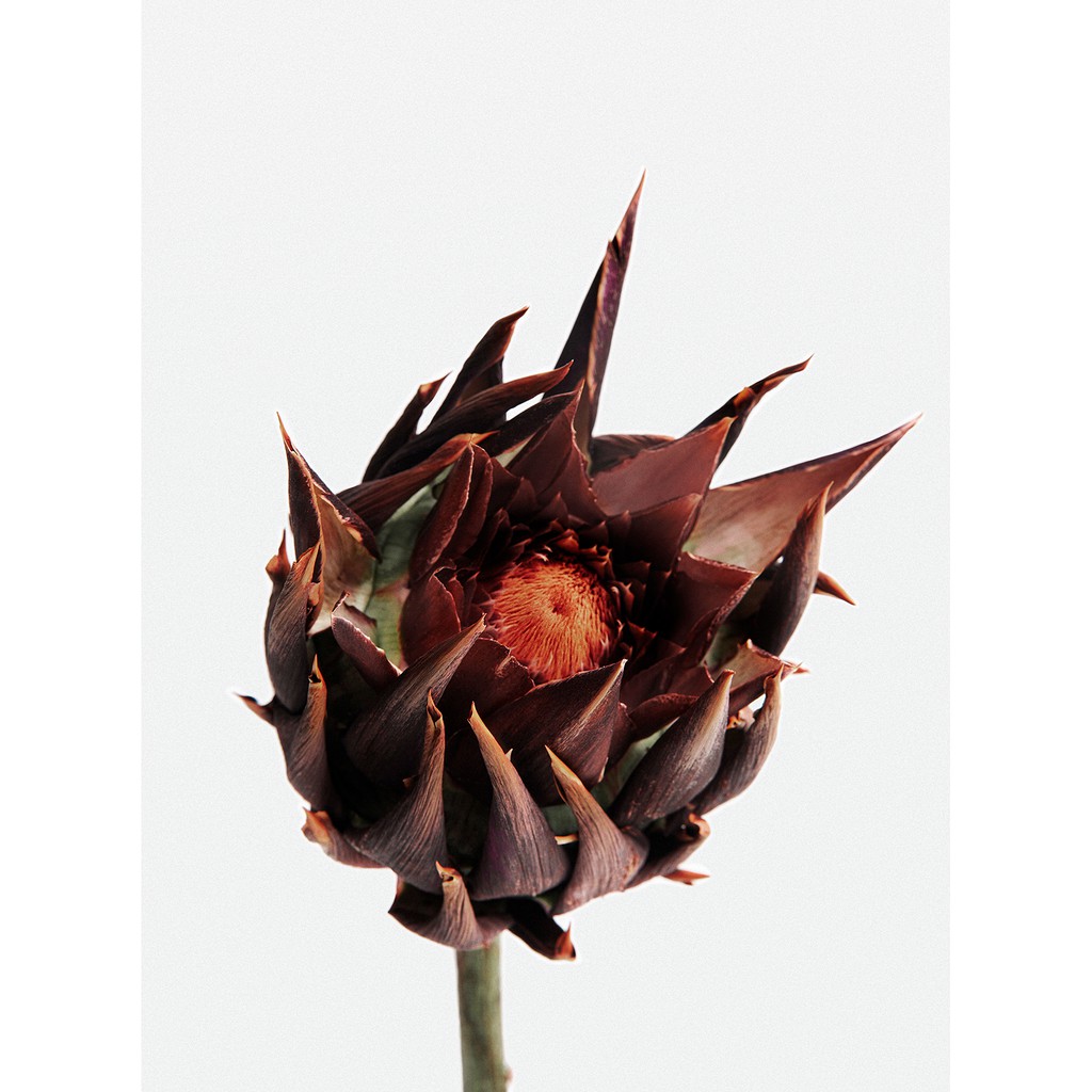 Gel khử trùng tay TAMBURINS HAND SANITIZER 712– 30ml | BigBuy360 - bigbuy360.vn