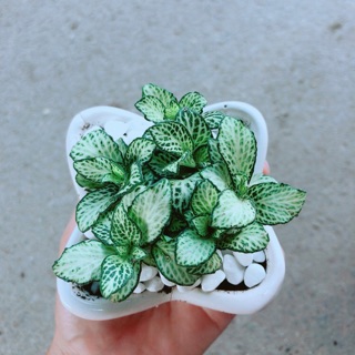 Chậu Cẩm Nhung Xanh