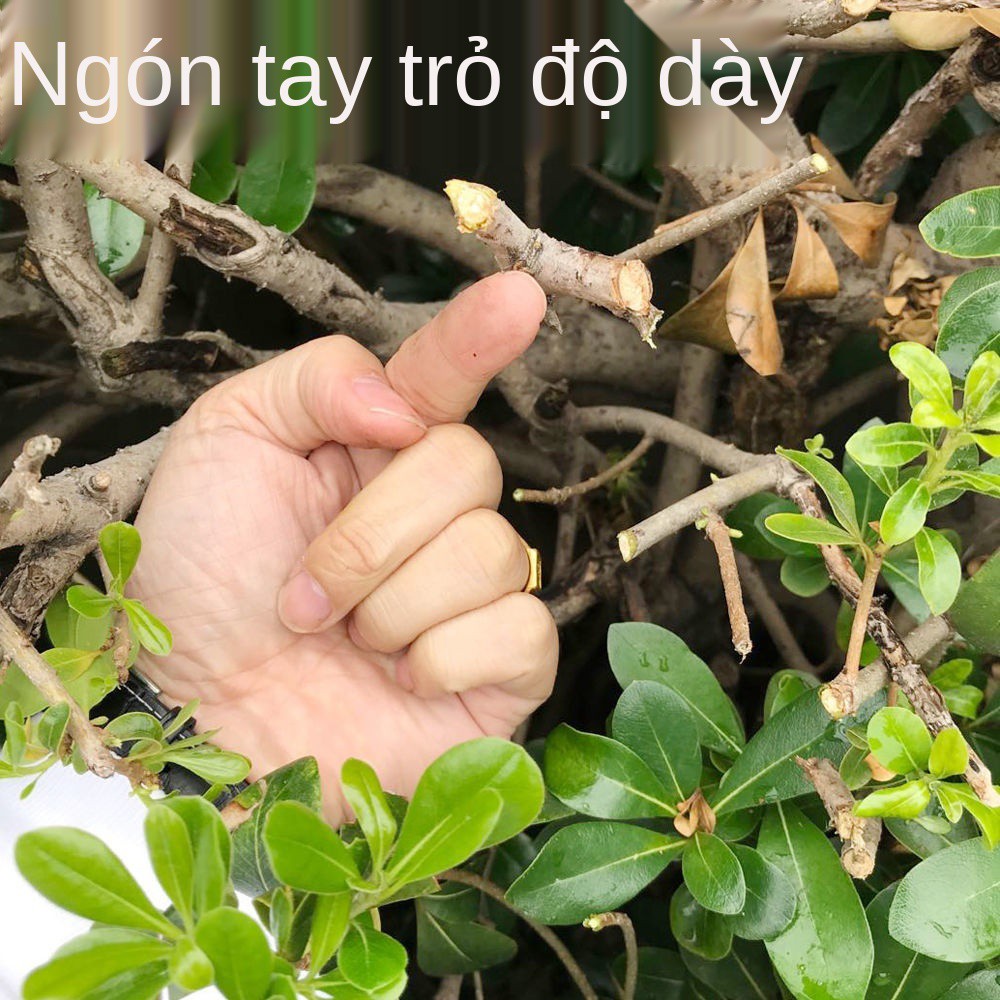 Máy cắt tỉa hàng rào pin KEN pin 10 cell 199v máy khỏe siêu nhanh linh hoạt
