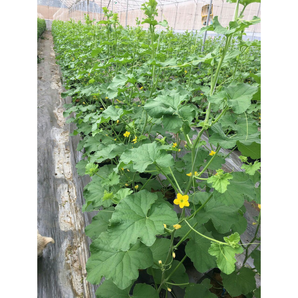 Hạt giống dưa lưới T-one quả dài, giòn, ngọt - gói 20 hạt_KIEU FARM